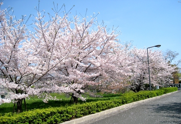 府大の桜